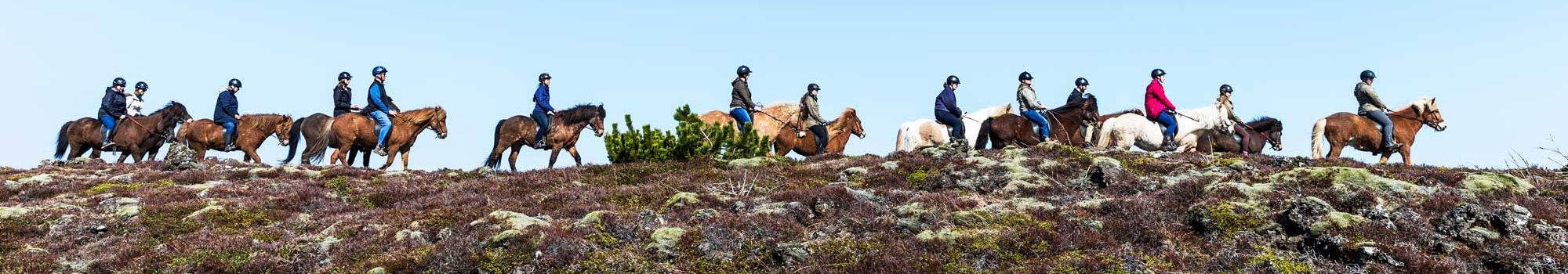 icelandic-horse-tour