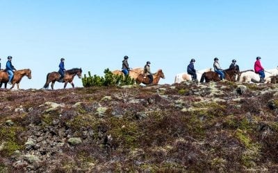 icelandic-horse-tour