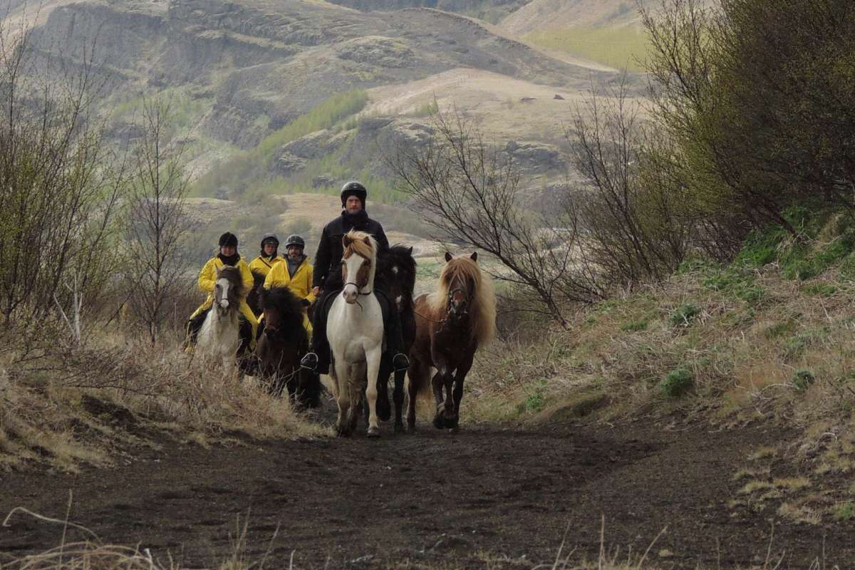 Icelandic-horses-wilderness-iceland2-2Icelandic-horses-wilderness-iceland2-2