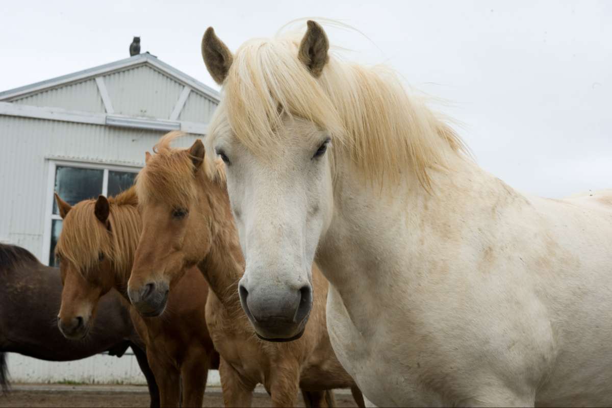 Icelandic horse riding tour