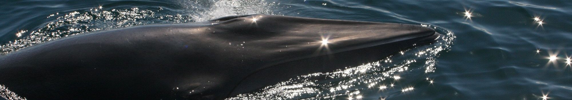 Whale-watching-tour-Reykjavik-Iceland