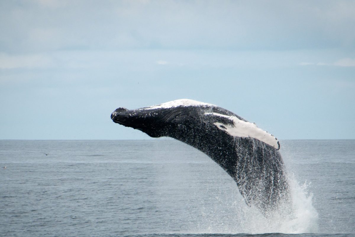各种 鲸鱼 英文 (99) 사진