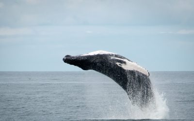 Whale-watching-tour-Reykjavik-Iceland