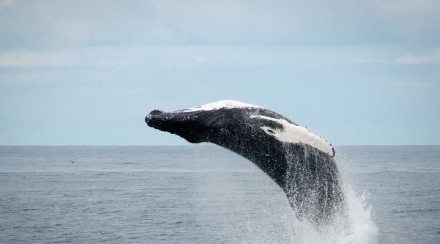 Whale-watching-tour-Reykjavik-Iceland
