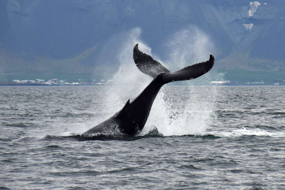 Whale-watching-tour-Reykjavik-Iceland