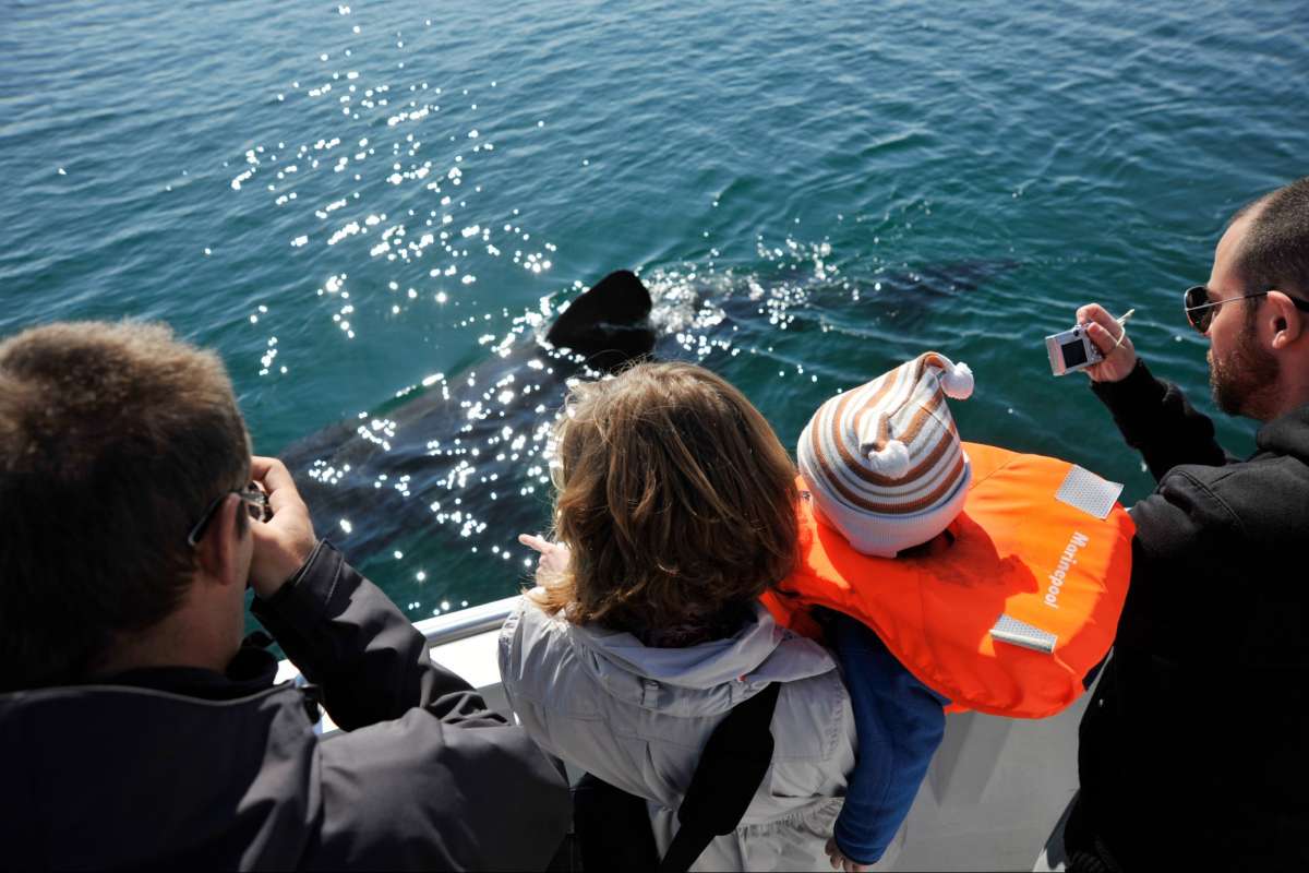 Whale-watching-tour-Reykjavik-Iceland