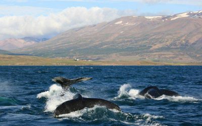 dalvik whale watching