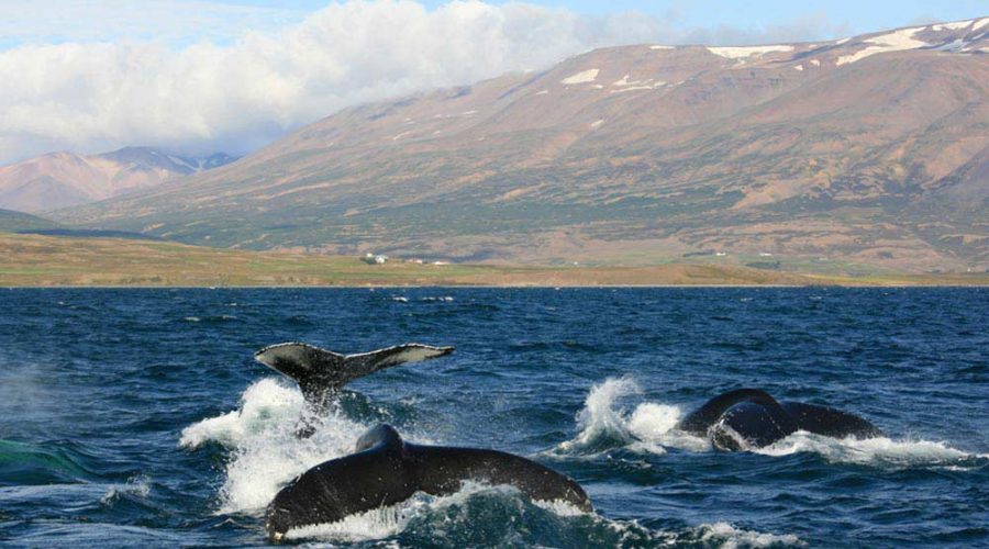 dalvik whale watching