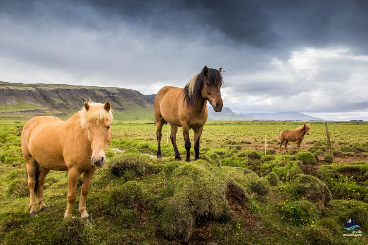 Icelandic horses - Iceland