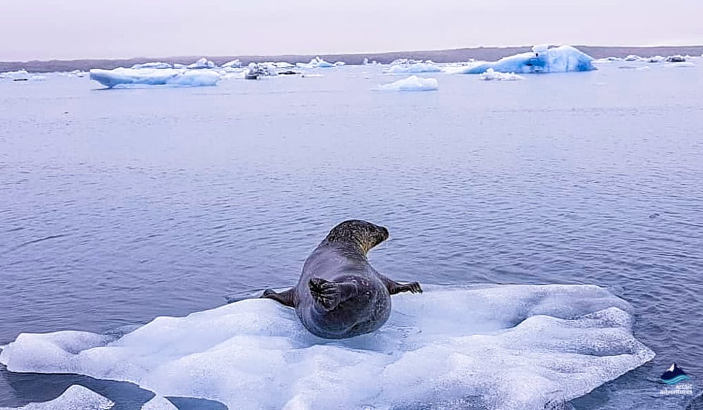 Seal at Jokulsarlon Glacier Lagon