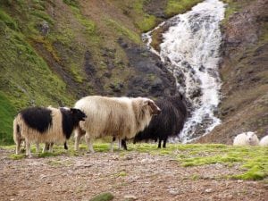 Hiking-East-Fjords-Iceland-