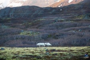 Reindeer seen from the Ring Road