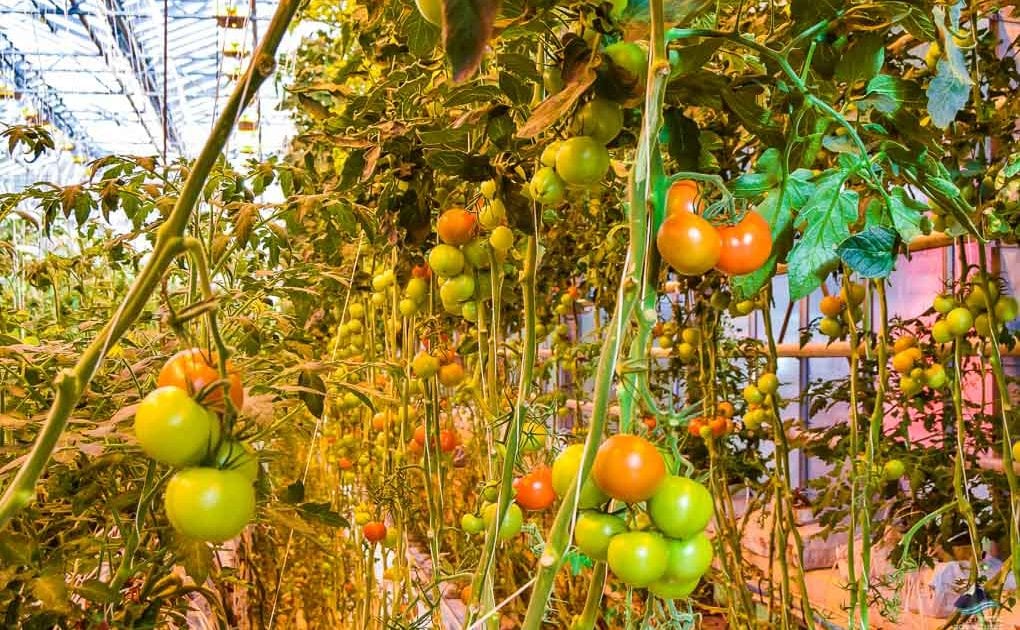 Fridheimar Tomato Farm Attractions in Iceland Arctic Adventures