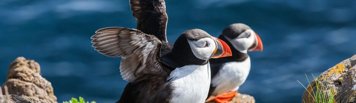 puffin on the island