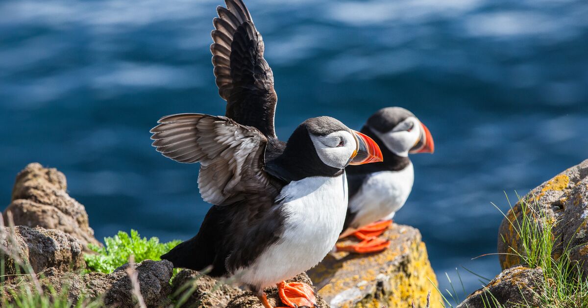 puffin on the island