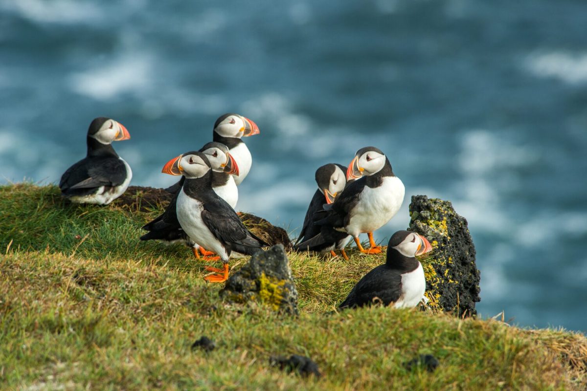 westman island puffin