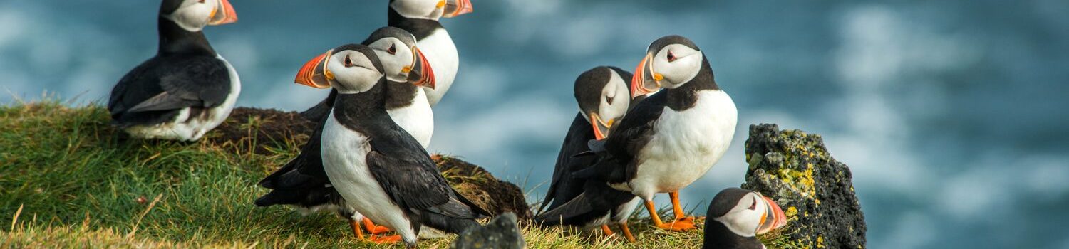 westman island puffin