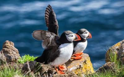 Pair of puffins on a rock