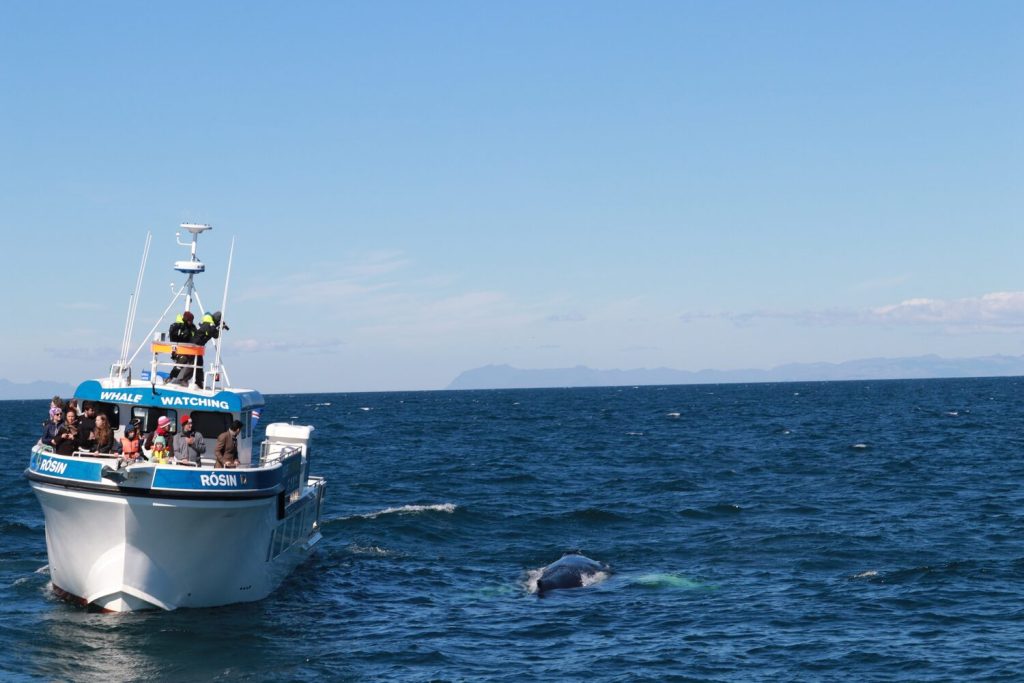 Reykjavik whale watching