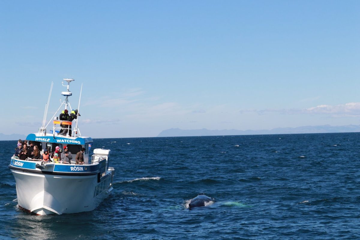 Reykjavik whale watching