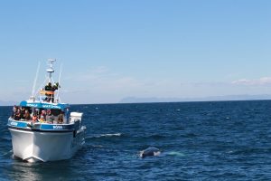 Reykjavik whale watching