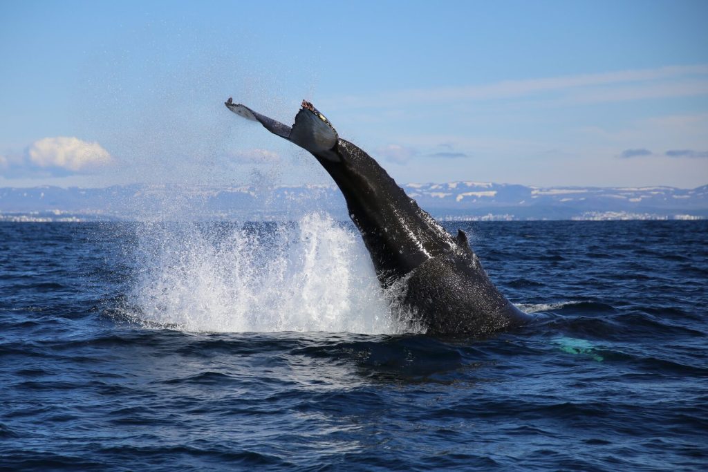 whale watching