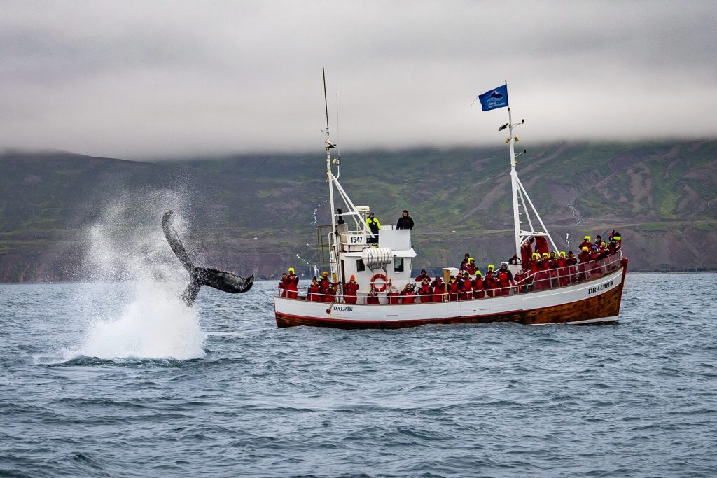 dalvik whale watching
