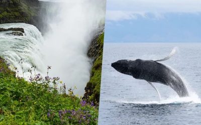 golden circle and whale watching