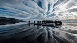 Ingolfshofdi puffin tour
