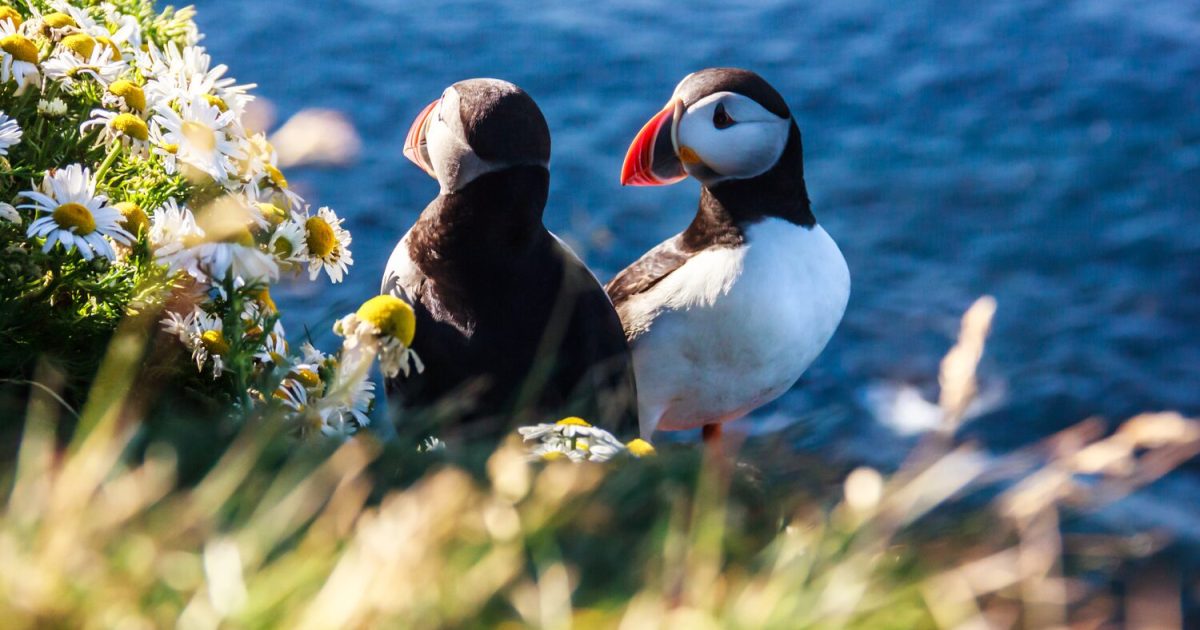 Puffin in Iceland