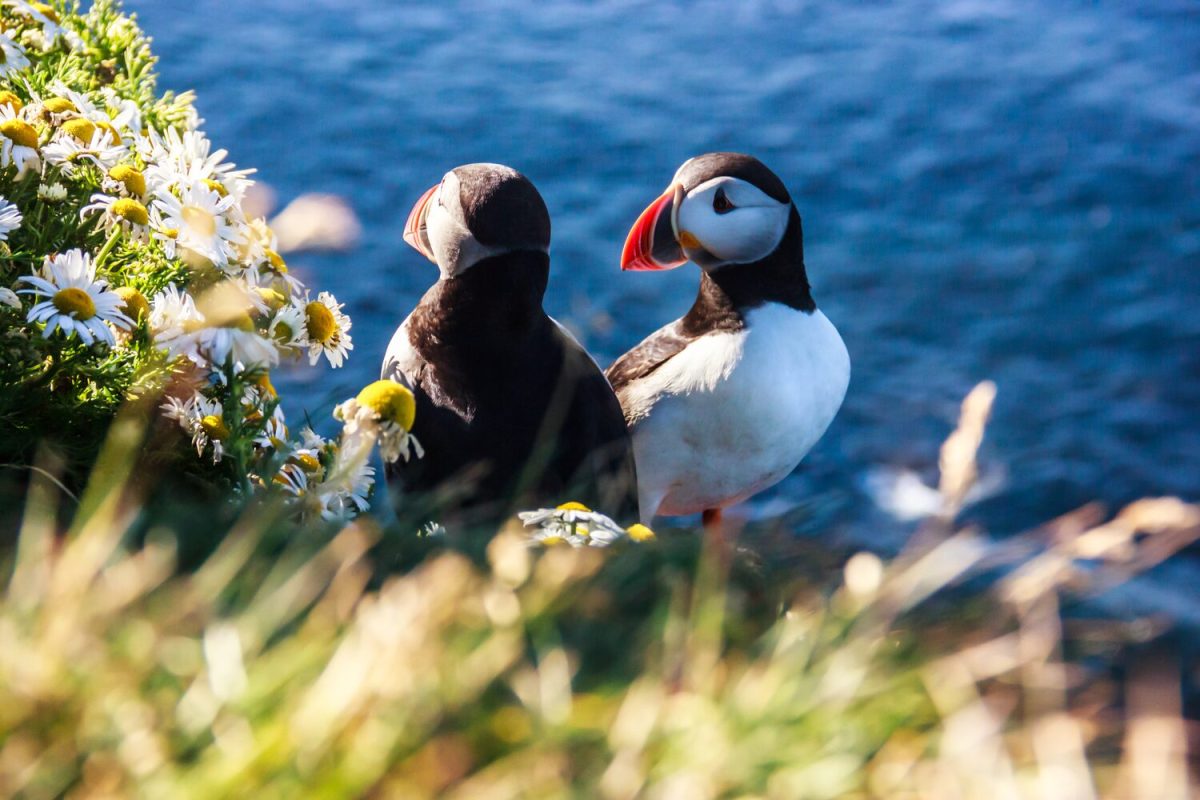 Puffin in Iceland