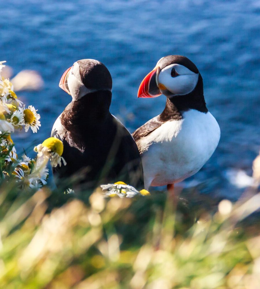Puffin in Iceland