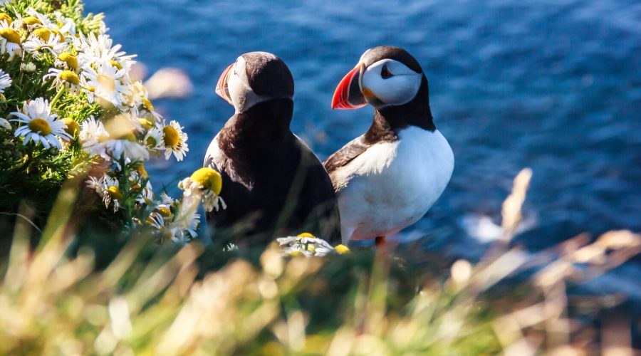 Puffin in Iceland