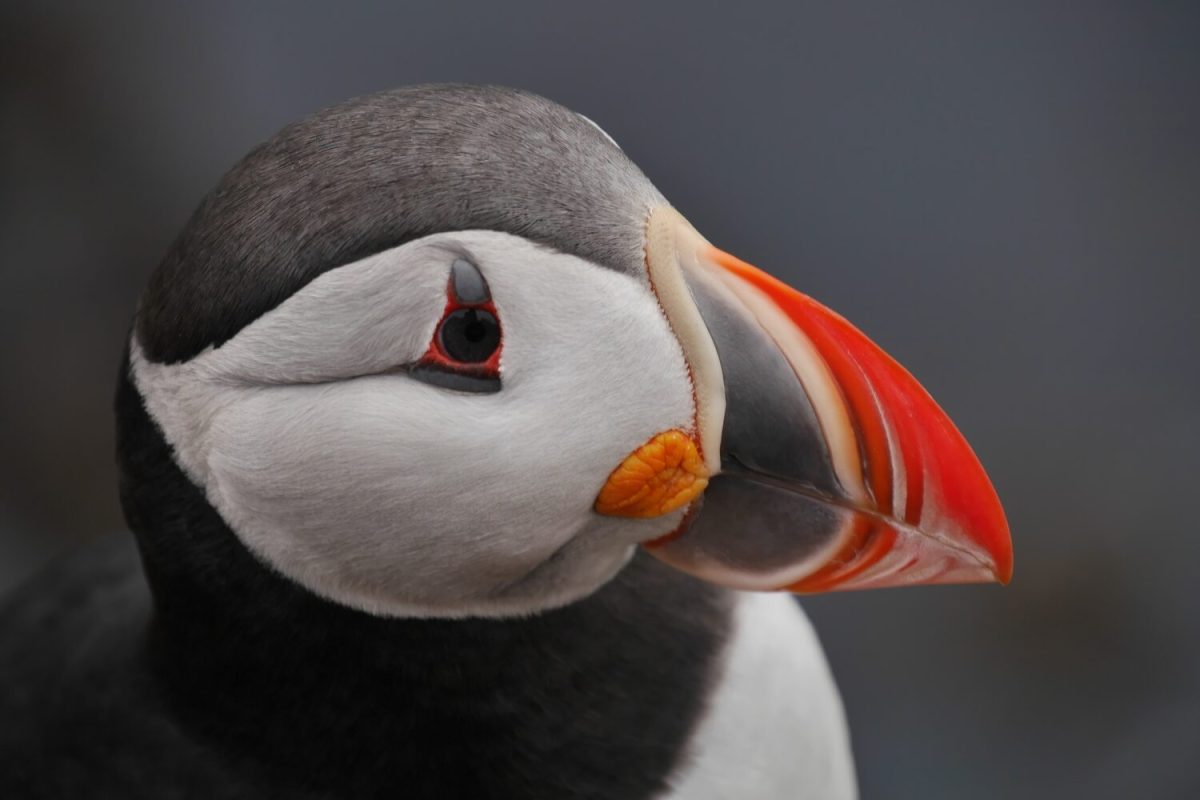 Puffin picture