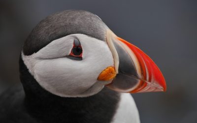 Puffin picture
