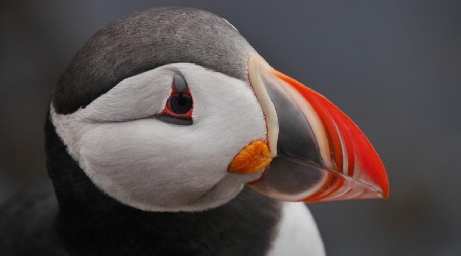 Puffin picture