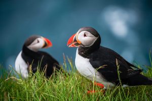 puffin in iceland