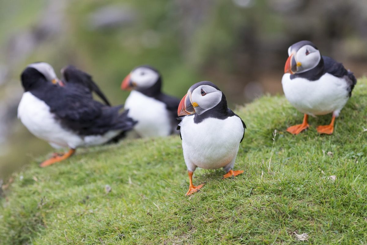 puffin in iceland