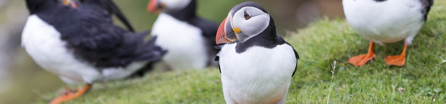 puffin in iceland