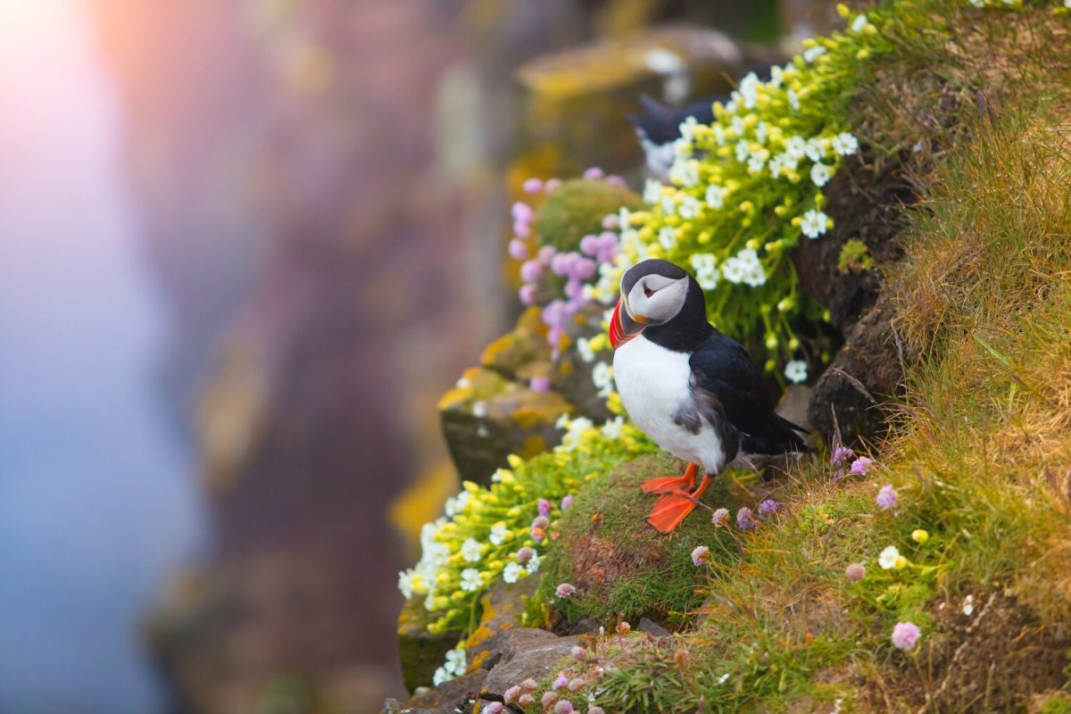 puffin in iceland