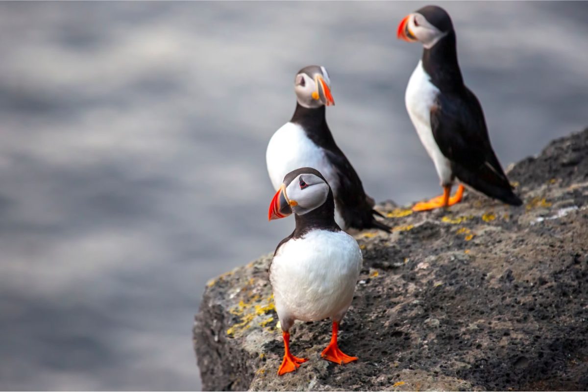 puffin in iceland