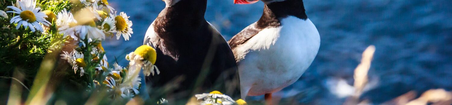 puffin in iceland
