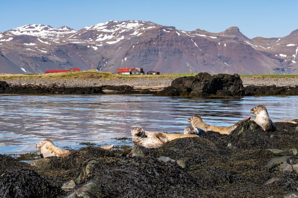 Seal on Ytri beach