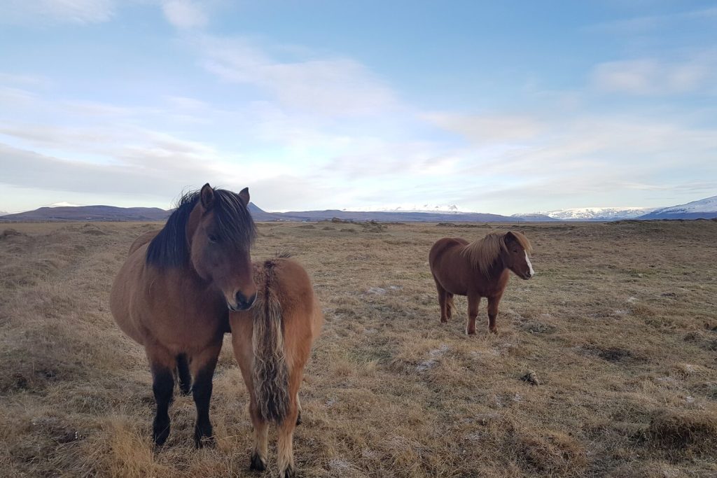 horse