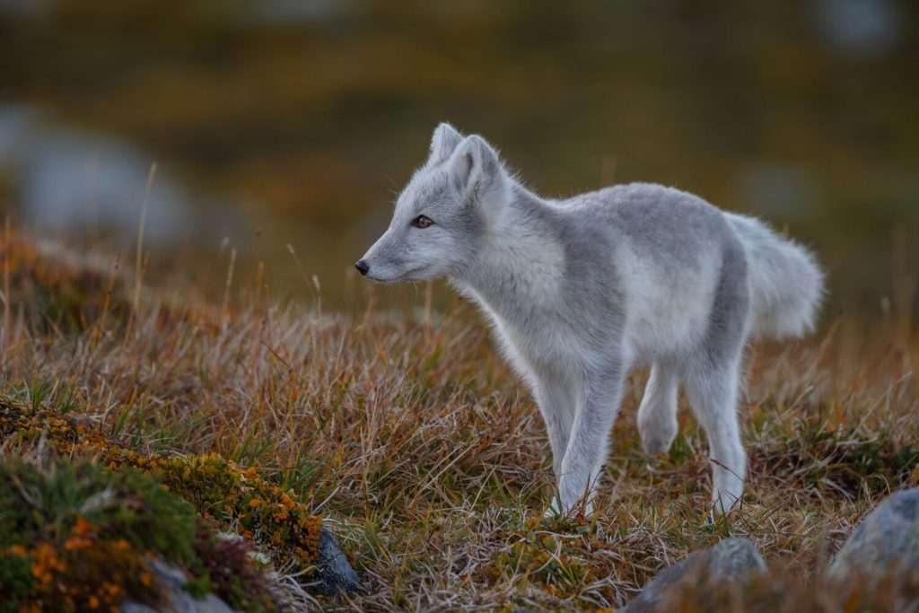 fox