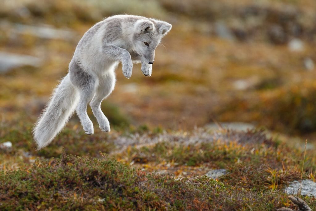 fox