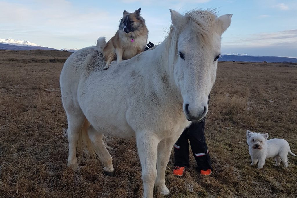 horse and dog
