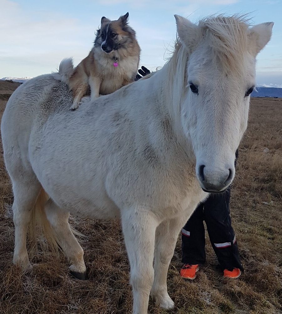 horse and dog