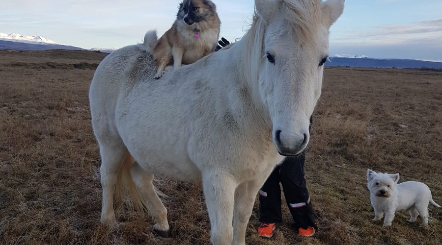 horse and dog