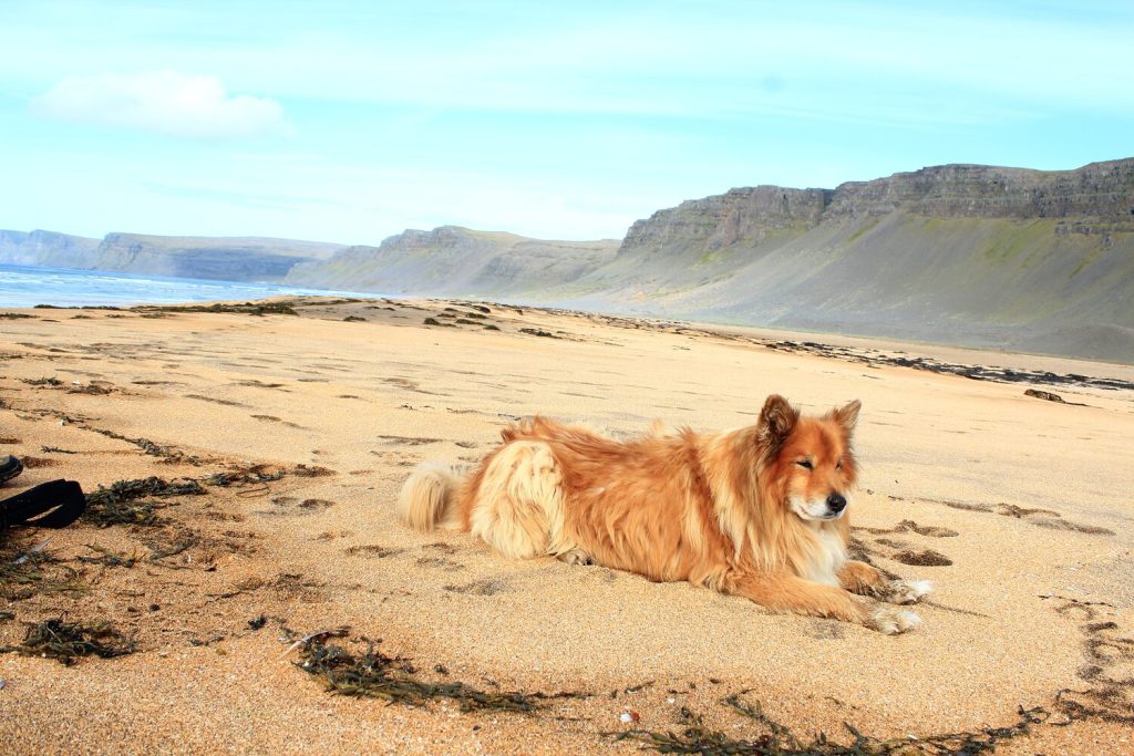 dog